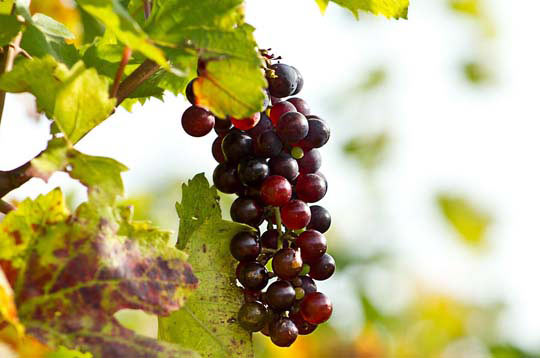 手机版ddos攻击器